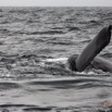 011 Baleines de Libreville Queue Plongeante 13E5K3IMG_93347wtmk.jpg