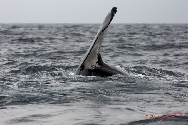 012 Baleines de Libreville Queue Plongeante 13E5K3IMG_93348wtmk.jpg