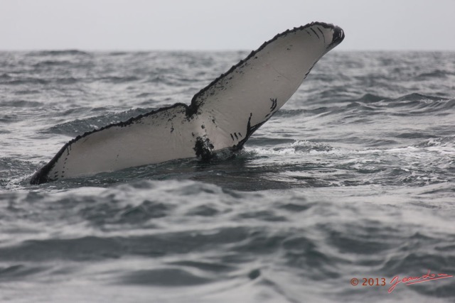 013 Baleines de Libreville Queue Plongeante 13E5K3IMG_93350wtmk.jpg