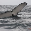 013 Baleines de Libreville Queue Plongeante 13E5K3IMG_93350wtmk.jpg