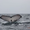 023 Baleines de Libreville Queue Plongeante 13E5K3IMG_93400wtmk.jpg