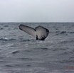 025 Baleines de Libreville Queue Plongeante 13E5K3IMG_93432wtmk.jpg