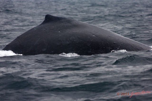 027 Baleines de Libreville le Dos 13E5K3IMG_93453wtmk.jpg