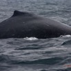 027 Baleines de Libreville le Dos 13E5K3IMG_93453wtmk.jpg