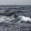 031 Baleines de Libreville Queue Plongeante 13E5K3IMG_93493wtmk.jpg