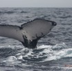 032 Baleines de Libreville Queue Plongeante 13E5K3IMG_93494wtmk.jpg