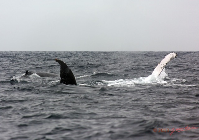 034 Baleines de Libreville Nage sur le Dos 13E5K3IMG_93544wtmk.jpg