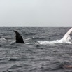 034 Baleines de Libreville Nage sur le Dos 13E5K3IMG_93544wtmk.jpg