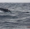 035 Baleines de Libreville Nage sur le Dos 13E5K3IMG_93554wtmk.jpg