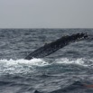 036 Baleines de Libreville Nageoire Pelvienne 13E5K3IMG_93564wtmk.jpg