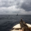 037 Baleines de Libreville Nage sur le Dos Vu du Bateau 13E5K3IMG_93573wtmk.jpg