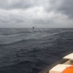 038 Baleines de Libreville Queue Plongeante Vu du Bateau 13E5K3IMG_93583wtmk.jpg
