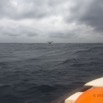 039 Baleines de Libreville Queue Plongeante Vu du Bateau 13E5K3IMG_93584wtmk.jpg