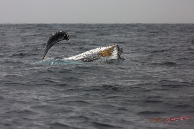 040 Baleines de Libreville Nage sur le Dos 13E5K3IMG_93586wtmk.jpg