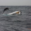 040 Baleines de Libreville Nage sur le Dos 13E5K3IMG_93586wtmk.jpg
