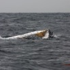 041 Baleines de Libreville Nage sur le Dos 13E5K3IMG_93587wtmk.jpg