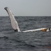 042 Baleines de Libreville Nage sur le Dos 13E5K3IMG_93588wtmk.jpg