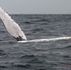043 Baleines de Libreville Nage sur le Dos 13E5K3IMG_93589wtmk.jpg