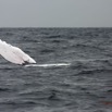 044 Baleines de Libreville Nage sur le Dos 13E5K3IMG_93590wtmk.jpg
