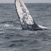 047 Baleines de Libreville Nageoire Pelvienne 13E5K3IMG_93605wtmk.jpg