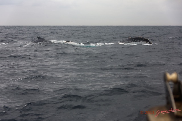 048 Baleines de Libreville Vues du Bateau 13E5K3IMG_93621wtmk.jpg