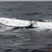 049 Baleines de Libreville Queue Plongeante sur le Dos 13E5K3IMG_93629wtmk.jpg
