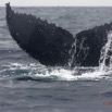 051 Baleines de Libreville Queue Plongeante 13E5K3IMG_93631wtmk.jpg