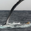 052 Baleines de Libreville Nage sur le Dos 13E5K3IMG_93635awtmk.jpg