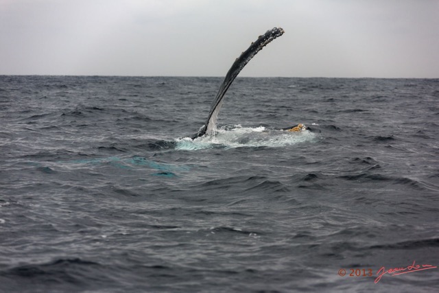053 Baleines de Libreville Nage sur le Dos 13E5K3IMG_93635wtmk.jpg