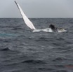 054 Baleines de Libreville Nage sur le Dos 13E5K3IMG_93637wtmk.jpg