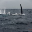 056 Baleines de Libreville Nage sur le Dos 13E5K3IMG_93639wtmk.jpg