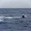 057 Baleines de Libreville Duo sur le Dos 13E5K3IMG_93645wtmk.jpg