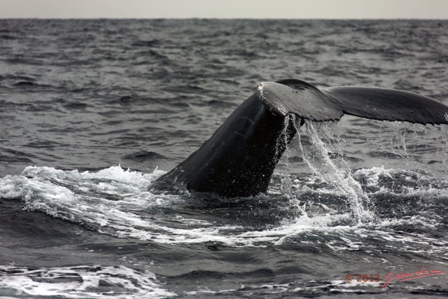 062 Baleines de Libreville Queue Plongeante 13E5K3IMG_93675wtmk.jpg