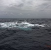 064 Baleines de Libreville Nage sur le Dos 13E5K3IMG_93699wtmk.jpg