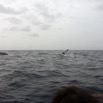 065 Baleines de Libreville Vue du Bateau 13E5K3IMG_93707wtmk.jpg
