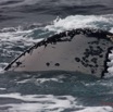 066 Baleines de Libreville Nageoire Pelvienne 13E5K3IMG_93720wtmk.jpg