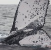 067 Baleines de Libreville Queue Plongeante 13E5K3IMG_93727wtmk.jpg