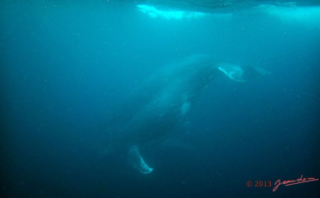 068 Baleines de Libreville Vue sous la Surface 13WG3IMG_8P0017awtmk.jpg
