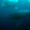 069 Baleines de Libreville Vue sous la Surface 13WG3IMG_8P0018awtmk.jpg