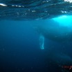 070 Baleines de Libreville Vue sous la Surface 13WG3IMG_8P0019awtmk.jpg