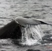 071 Baleines de Libreville Queue Plongeante 13E5K3IMG_93756wtmk.jpg