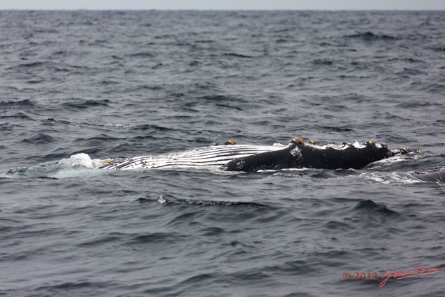 072 Baleines de Libreville Nage sur le Dos 13E5K3IMG_93760wtmk.jpg
