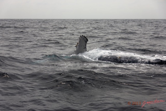 073 Baleines de Libreville Nage sur le Dos 13E5K3IMG_93776wtmk.jpg