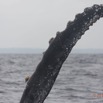 074 Baleines de Libreville Nageoire Pelvienne Face a la Cote 13E5K3IMG_93787wtmk.jpg