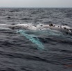 076 Baleines de Libreville Nage sur le Dos 13E5K3IMG_93797wtmk.jpg