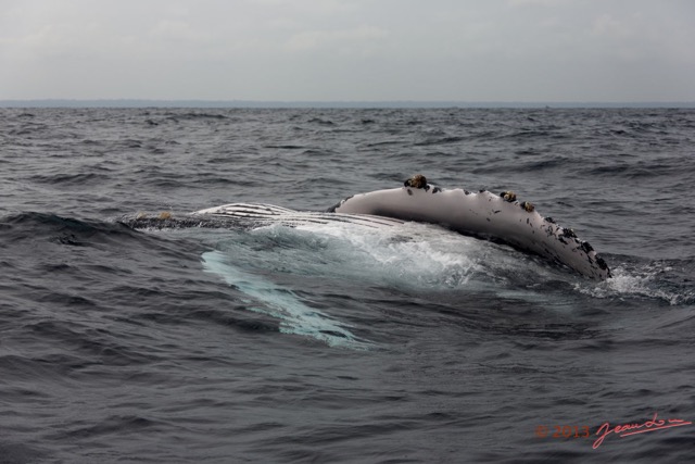 077 Baleines de Libreville Nage sur le Dos 13E5K3IMG_93798wtmk.jpg