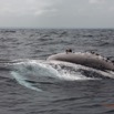 078 Baleines de Libreville Nage sur le Dos 13E5K3IMG_93799wtmk.jpg