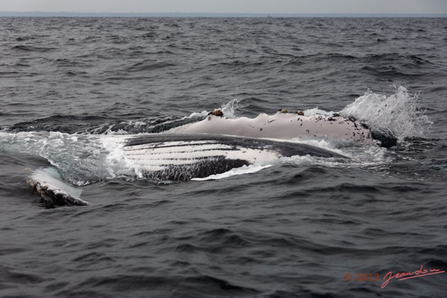 079 Baleines de Libreville Nage sur le Dos 13E5K3IMG_93801wtmk.jpg
