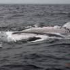 079 Baleines de Libreville Nage sur le Dos 13E5K3IMG_93801wtmk.jpg