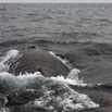 082 Baleines de Libreville le Dos 13E5K3IMG_93834wtmk.jpg